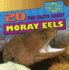 20 Fun Facts About Moray Eels (Fun Fact File: Fierce Fish! )