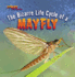 The Bizarre Life Cycle of a Mayfly (Strange Life Cycles)