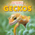 Geckos (Really Wild Reptiles)