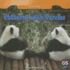 Patterns With Pandas (Animal Math, 2)