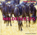 Wildebeests (Safari Animals)