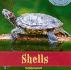 Shells (Home Sweet Home)