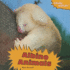 Albino Animals (Crazy Nature)