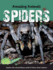 Spiders (Animal Lives)
