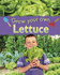 Lettuce (Grow Your Own)