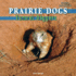 Prairie Dogs: Tunnel Diggers (Animal Architects)