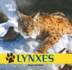 Lynxes