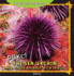 Poke! the Sea Urchin and Other Animals With Spikes