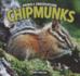 Chipmunks (Animals Underground)