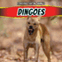 Dingoes (Ferocious Fighting Animals)