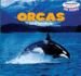 Orcas (Sea Friends)
