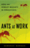 Ants at Work: How an Insect Society is Organized
