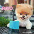 2013 Wall Calendar: Boo