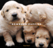 Newborn Puppies: Dogs in Their First Three Weeks