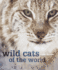 Wild Cats of the World