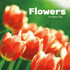 Flowers (Little Pebble: Celebrate Spring)
