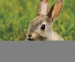 Rabbits (Pebble Plus: Woodland Wildlife)