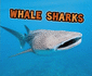All About Sharks: Whale Sharks