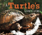 Explore Life Cycles: a Turtles Life Cycle