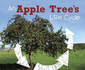 An Apple Tree*S Life Cycle