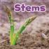 Stems (Plant Parts)