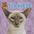 Siamese (Cats Are Cool)