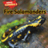 Fire Salamanders (Animal Cannibals)