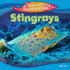 Stingrays (Real Life Sea Monsters)