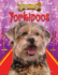Yorkipoos (Designer Dogs, 6)