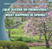 �Qu� Sucede En Primavera? / What Happens in Spring?