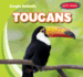 Toucans (Jungle Animals)