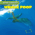 Whale Poop