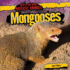 Mongooses (Bad to the Bone: Nastiest Animals)