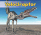 Velociraptor (Acorn: All About Dinosaurs)