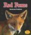 Red Foxes: Nocturnal Predators