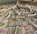 All About Roots (Acorn: All About Plants)