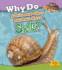 Why Do Snails and Other Animals Have Shells? (Heinemann Read & Learn; Animal Body Coverings)