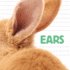 Ears (Whose is It? )