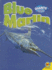 Blue Marlin (Giants of the Ocean)