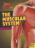 The Muscular System (How the Human Body Works)