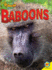 Baboons (Amazing Primates)