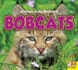 Bobcats (Animals in My Backyard)