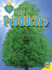 Producers (Food Chains)