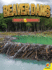 Beaver Dams