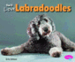 You'Ll Love Labradoodles (Favorite Designer Dogs)