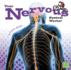 Your Nervous System Works! (Your Body Systems)
