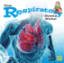 Your Respiratory System Works!