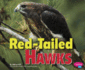 Red-Tailed Hawks (Birds of Prey)