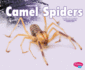 Camel Spider