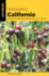 Foraging California: Finding Identif 2ed Format: Paperback